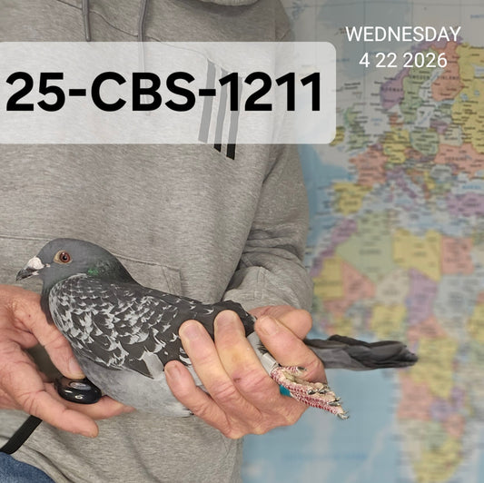 25-CBS-1211 Blue Check cock. Son "Macho Diablos". OLR Performance,.