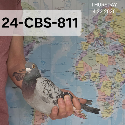 24-CBS-811 Son "Korin". Double grandson "Benjamin".