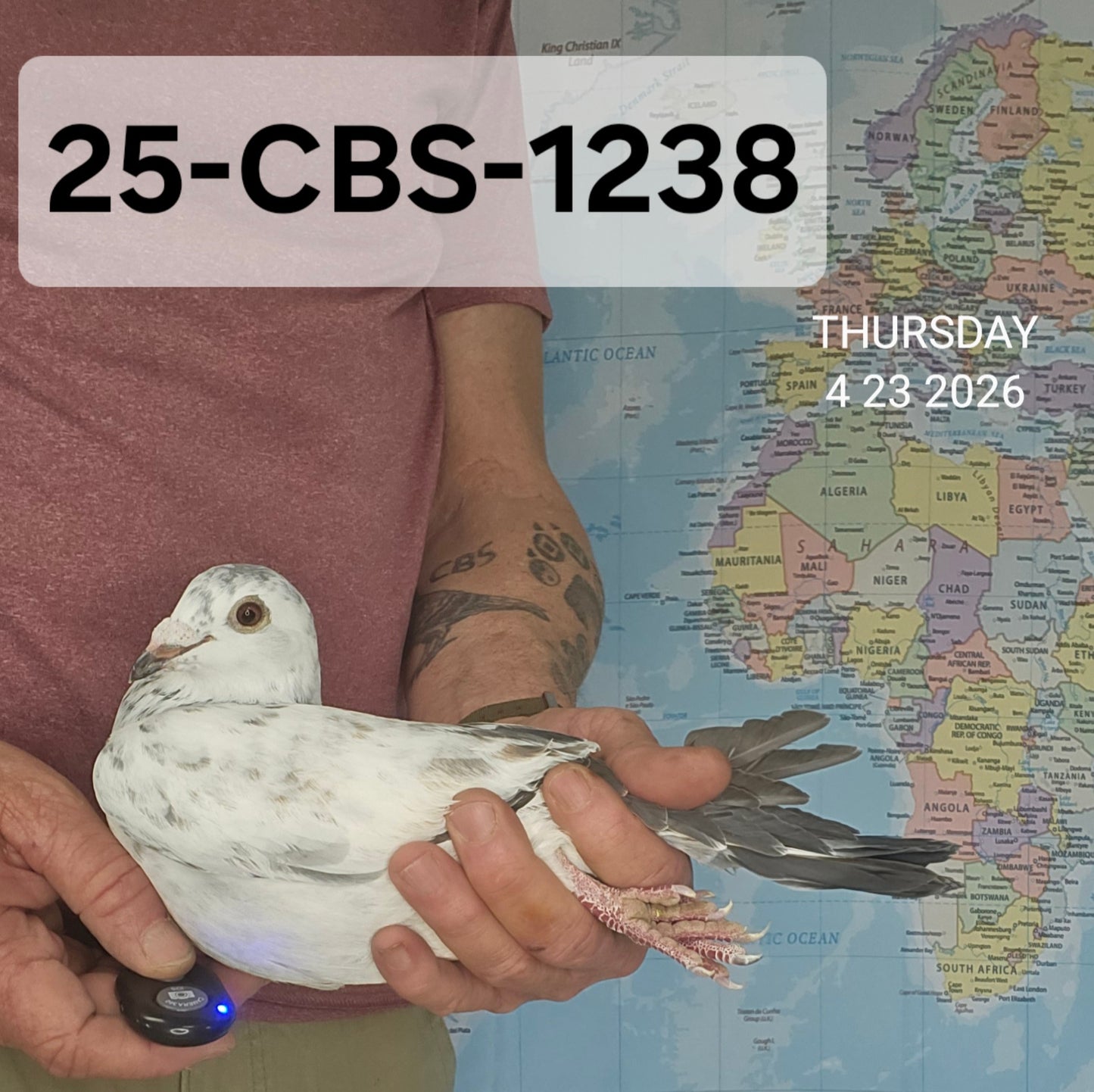 25-CBS-1238 Grizzle cock.