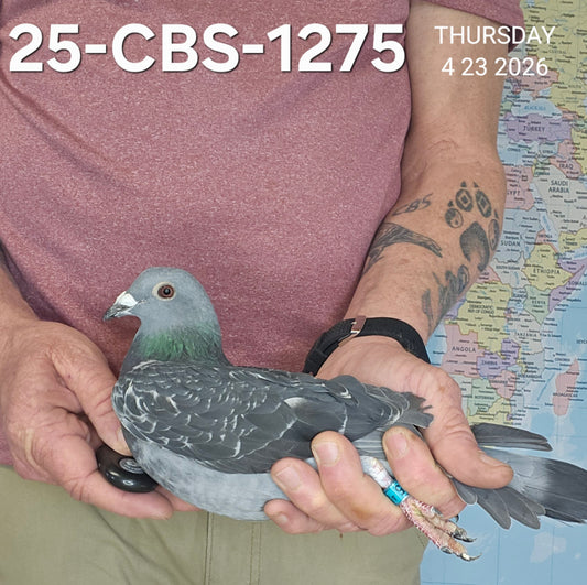 25-CBS-1275 Dark Check hen. Excellent long distance.