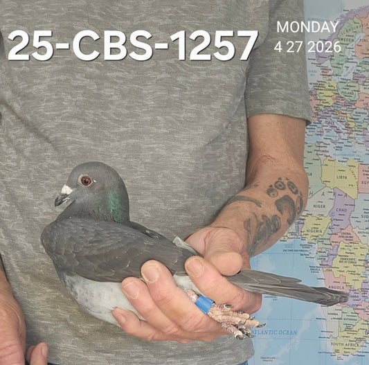 25-CBS-1257 Black hen. Daughter "New Black Prince". Kaasboer.