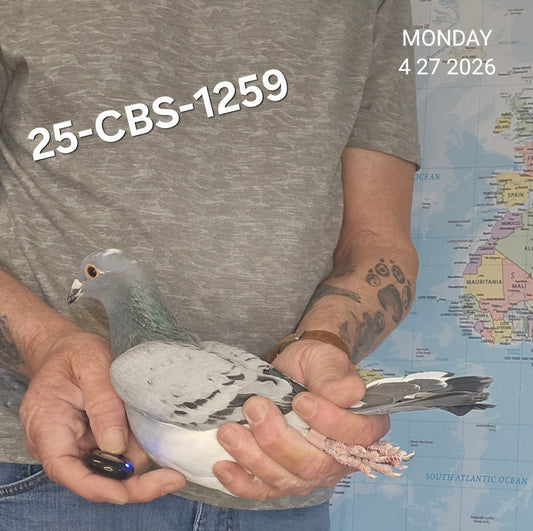 25-CBS-1259 Blue check splash hen. Granddaughter "Benjamin" & "Thandie"