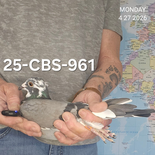 25-CBS-961 Blue splash hen. Pollin. Long distance!