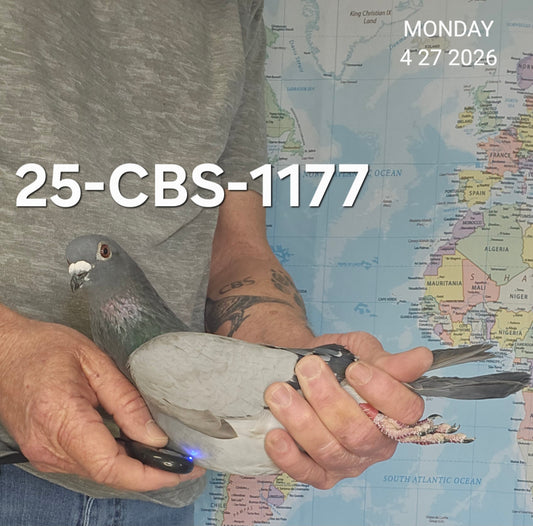 25-CBS-1177 Blue cock. Lambrechts & Kittel