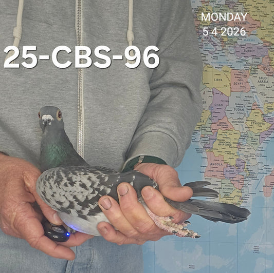 25-CBS-96 Blue Check hen
