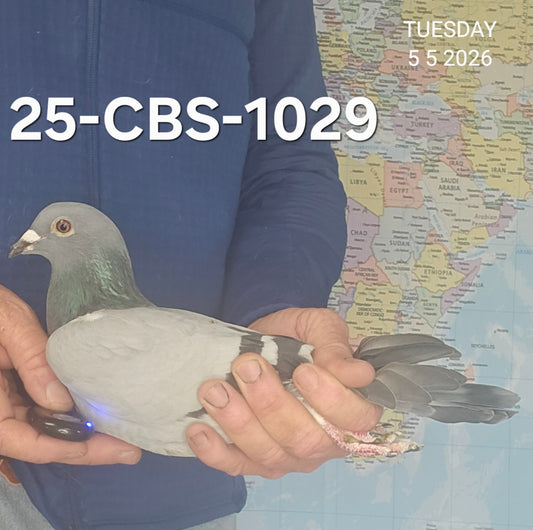 25-CBS-1029 Blue hen. Granddaughter "Cyclone" & "Florence"