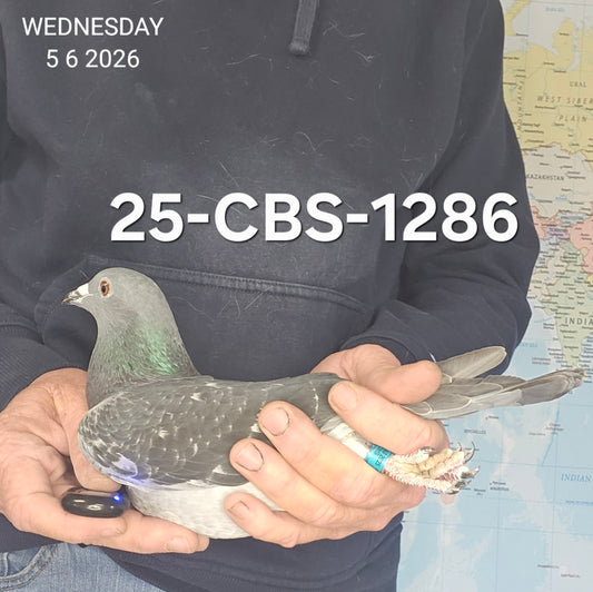 25-CBS-1286 Dark check hen. Kittel & Vandenabeele.