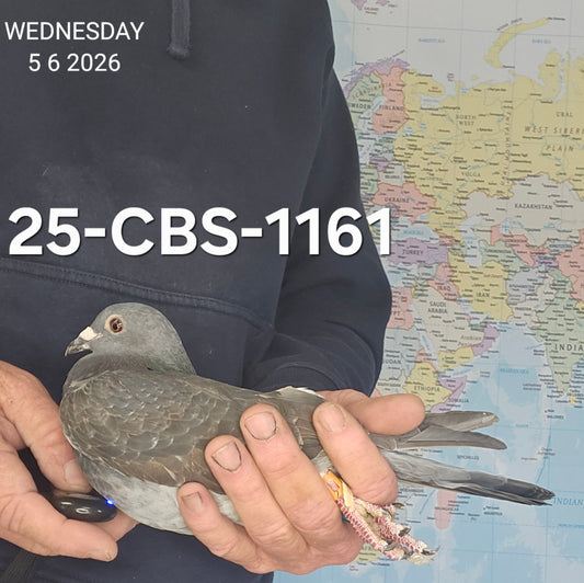 25-CBS-1161 Dark check hen. LONG DISTANCE!~