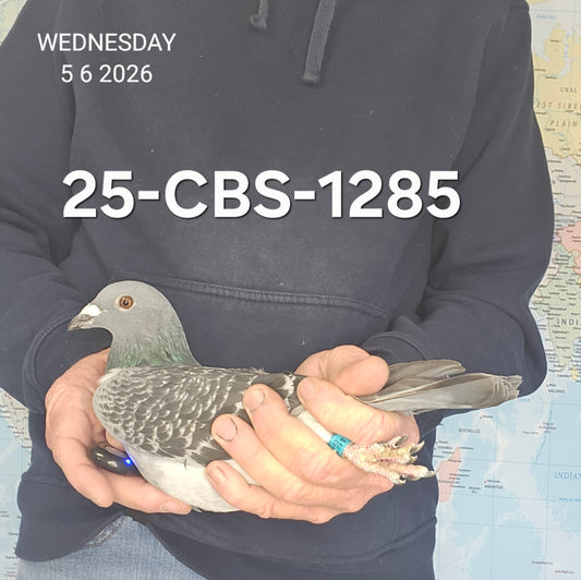 25-CBS-1285 Blue check hen. Lambrechts & Kittel.