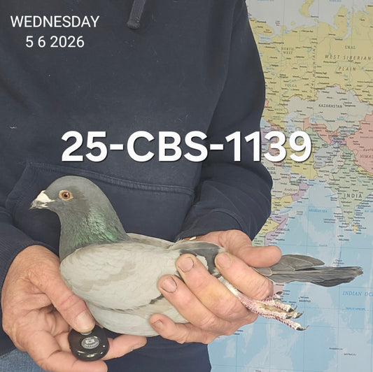 25-CBS-1139 Blue cock