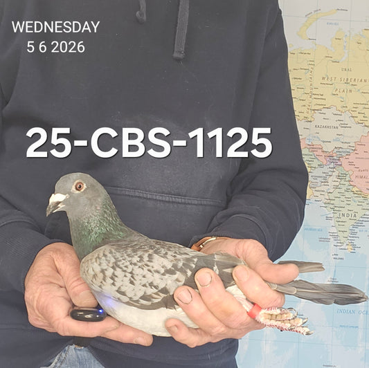 25-CBS-1125 Blue check