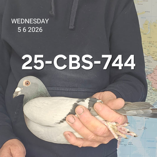 25-CBS-744 Blue cock. Son "DiCaprio 55"