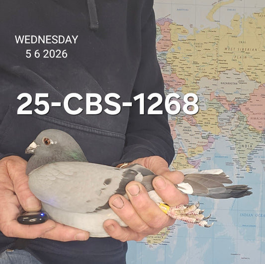 25-CBS-1268 Blue cock. Son 'Kraft' from Dirk Van Dyck.