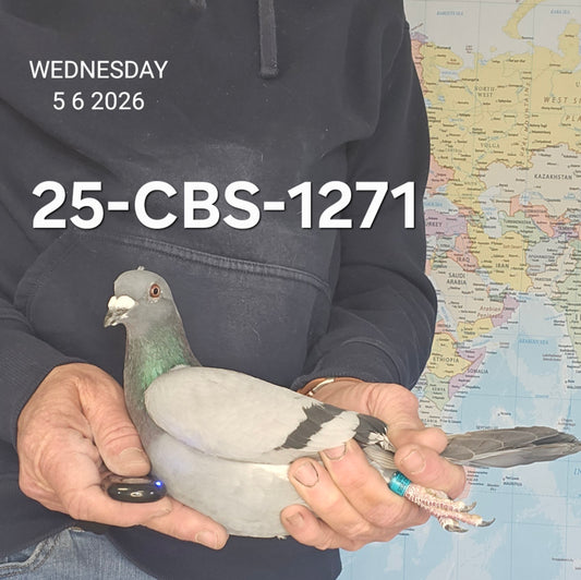 25-CBS-1271 Blue hen(?). Lambrechts & Kittel lines.