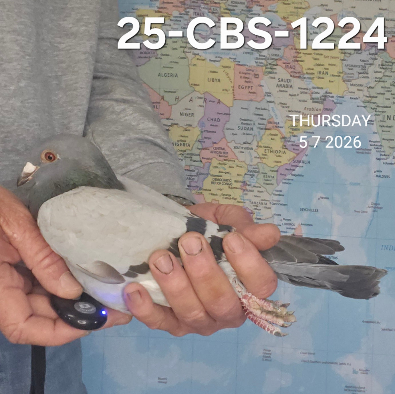 25-CBS-1224 Blue Cock. 019 Janssen