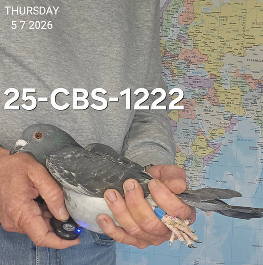 25-CBS-1222 Dark check cock. Son "Ebony" super breeding hen!