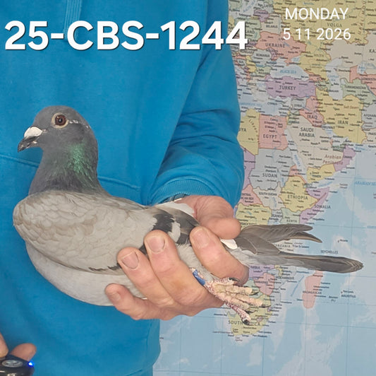 25-CBS-1244 Blue white flight cock. Grandson "Early Grey"