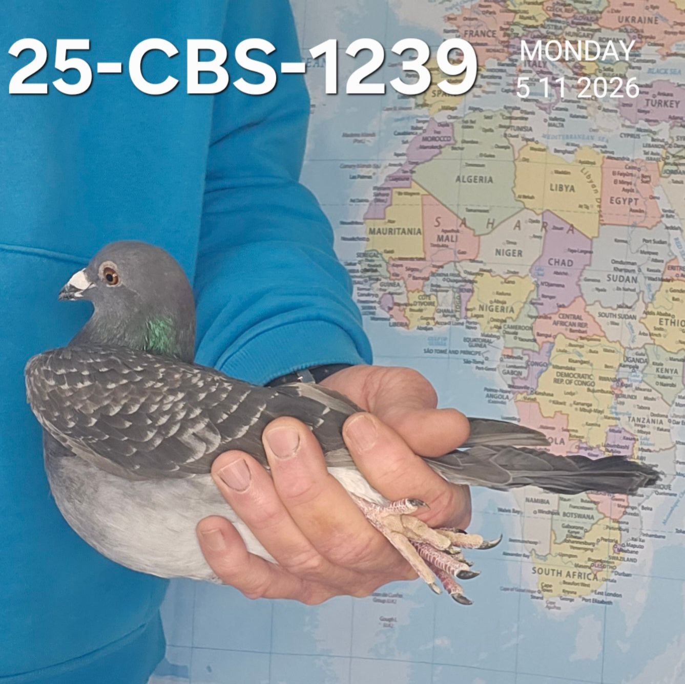 25-CBS-1239 Dark check cock. Son "Fast Grey"