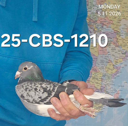25-CBS-1210 Blue check splash cock. Son "Machos Diablo"