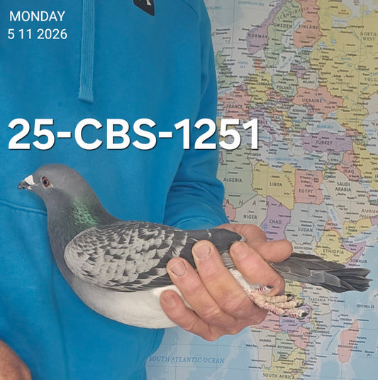 25-CBS-1251 Blue check cock. Sire is 1/2 brother "Early Grey"