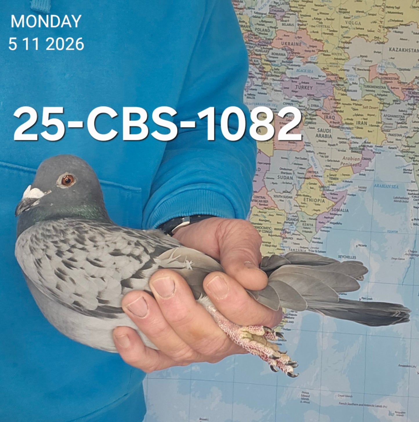 25-CBS-1082 Blue check hen. Daughter "Kylo Ren"
