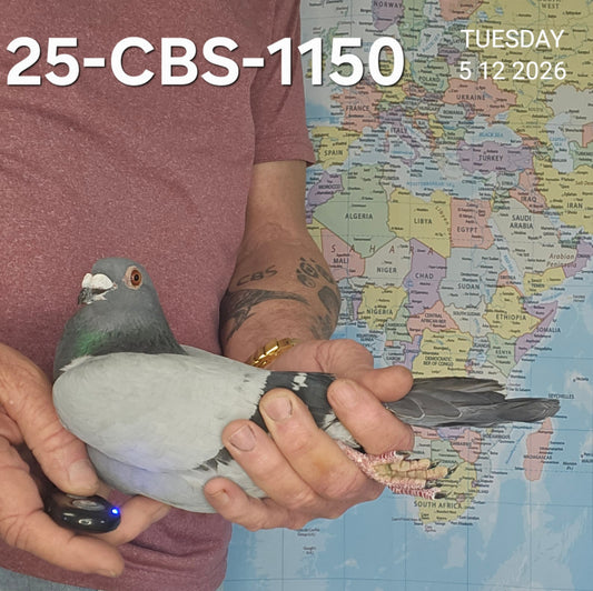 25-CBS-1150 Blue cock. Grandson "Vaydor" & "Whirlwind"
