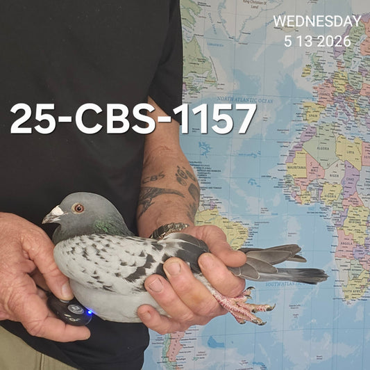 25-CBS-1157 Blue check cock. Son "Bleu Cheese" & "Brielle"