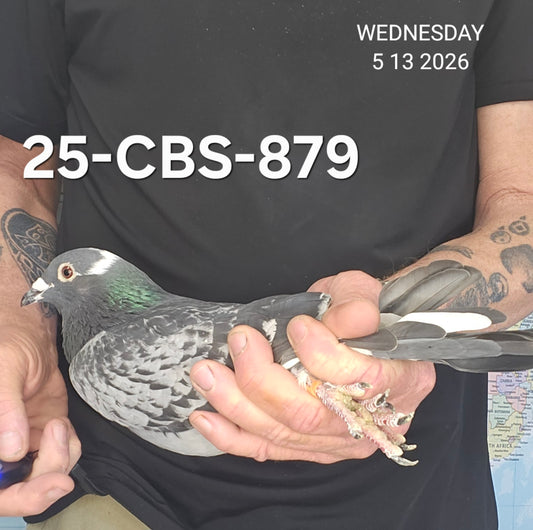 25-CBS-879 Blue check splash cock. Marc and Geert Pollin. Long distance.