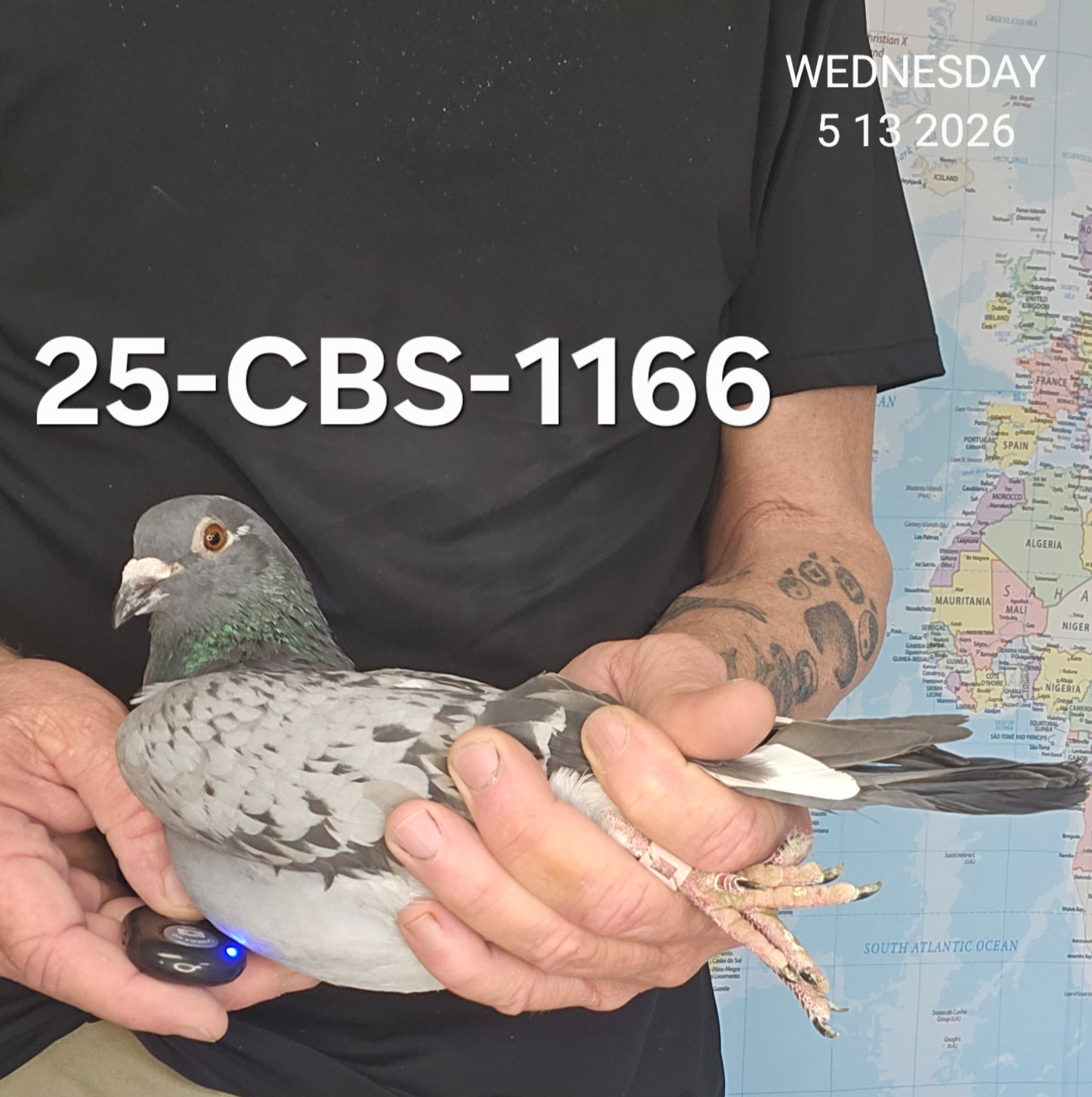 25-CBS-1166 Light check splash hen. Serge Van Elsacker