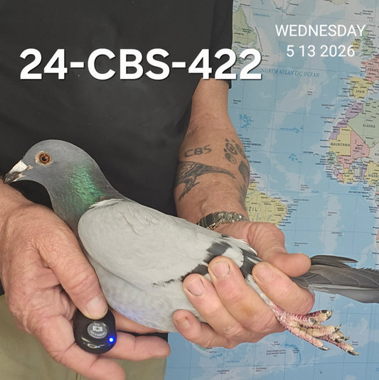 24-CBS-422 Blue cock. Bred from Dad's racers.