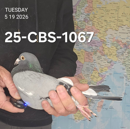 25-CBS-1067 Blue white flight cock. 019 Janssen