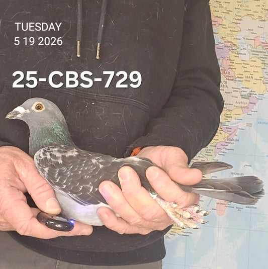 25-CBS-729 Dark check hen. Granddaughter "Rudi" & "Kambree"