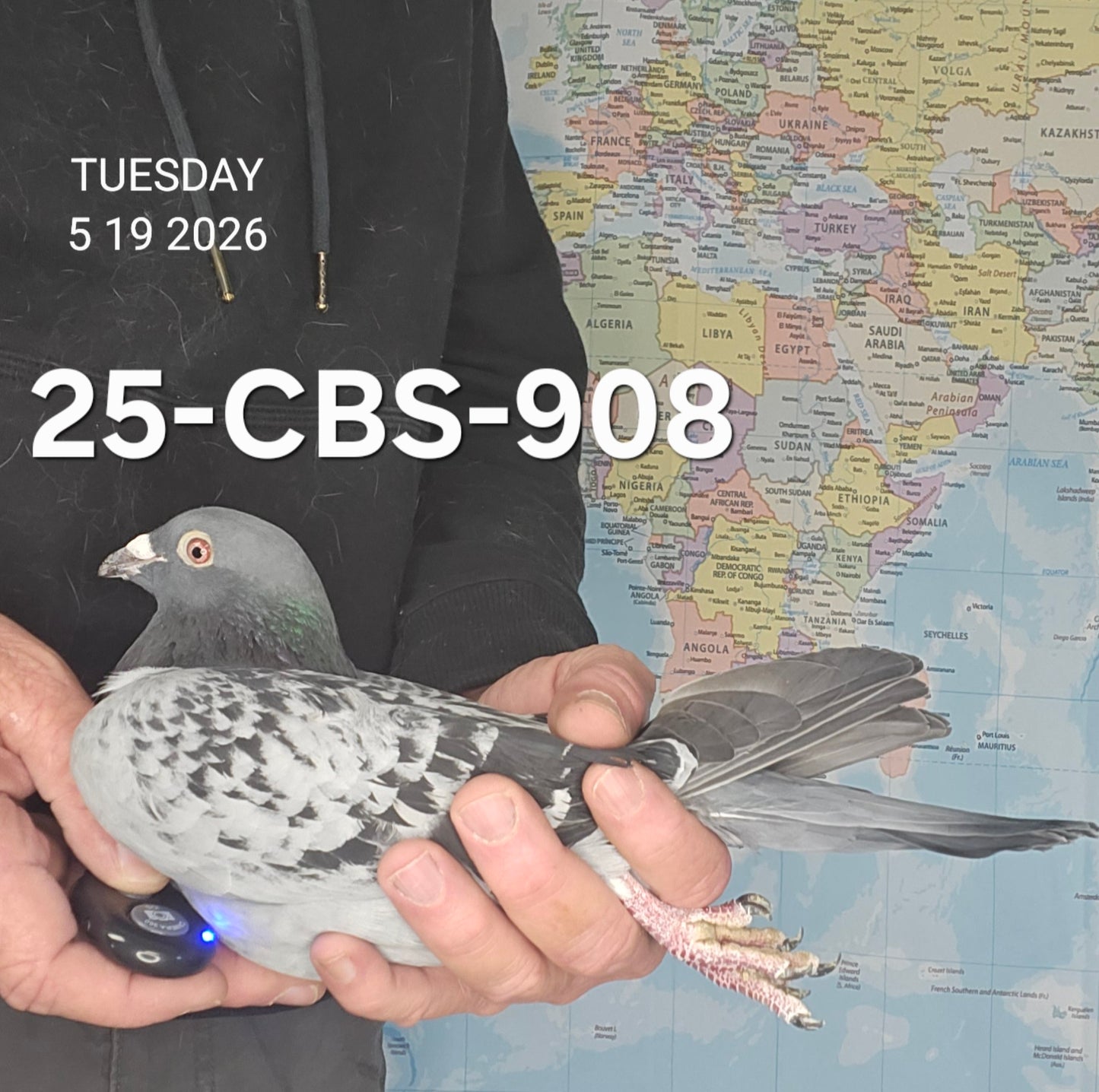 25-CBS-908 Blue check cock. Grandson "Triple Nickel"