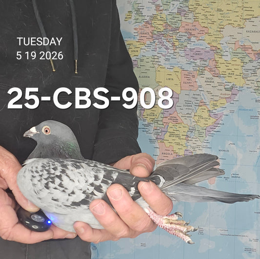 25-CBS-908 Blue check cock. Grandson "Triple Nickel"