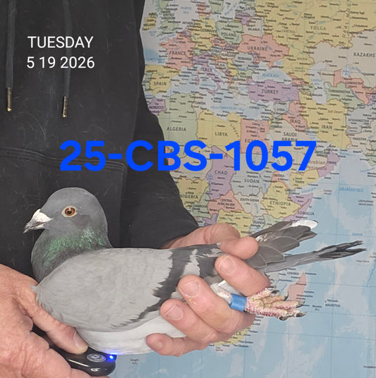 25-CBS-1057 Blue white flight cock.  Son "New Black Prince".