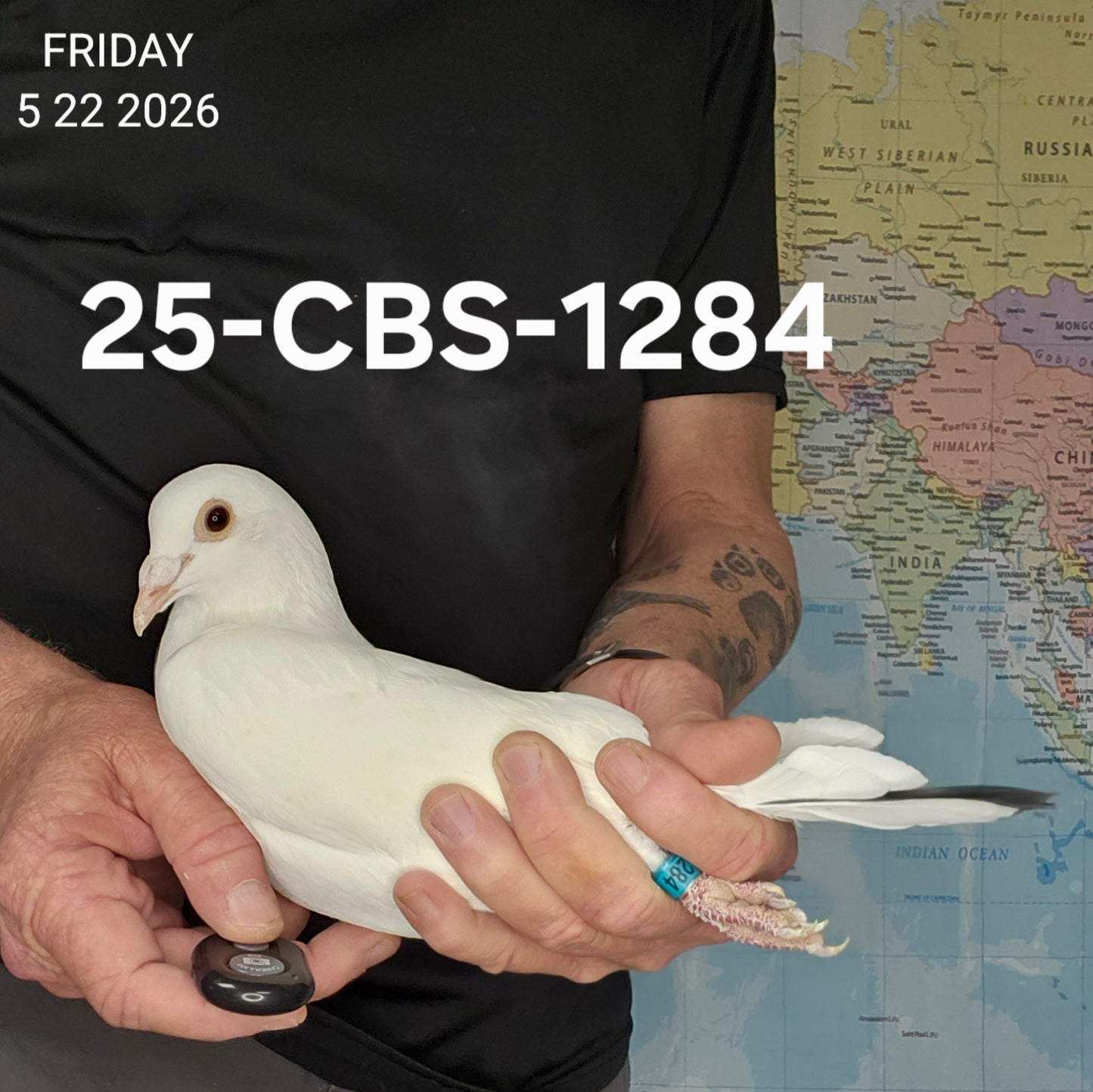 25-CBS-1284 White hen. 019 Janssen