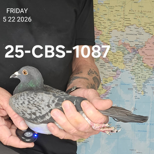 25-CBS-1087 Blue check he. Granddaughter "Benjamin" x "Thandie".
