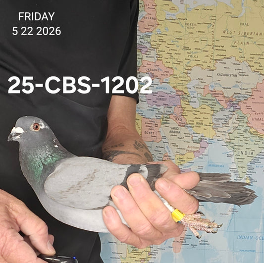 25-CBS-1202 Pencil Splash hen. Dirk Van Dyck.