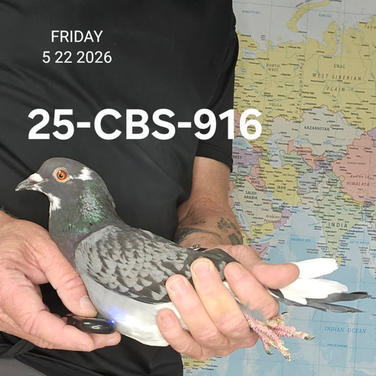 25-CBS-916 Bluecheck splash hen.