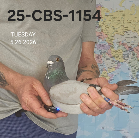 25-CBS-1154 Blue cock. Grandson "White Freedom". Guy Van der Auwera. Kaasboer!