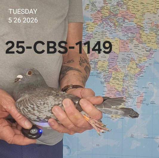 25-CBS-1149 Blue check cock. Long Distance. Marc & Geert Pollin