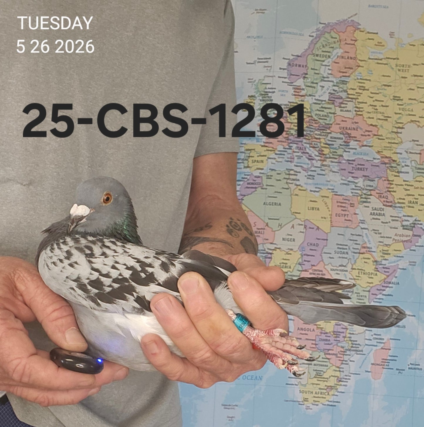 25-CBS-1281 Blue check white flight cock. Lambrechts & Kittel
