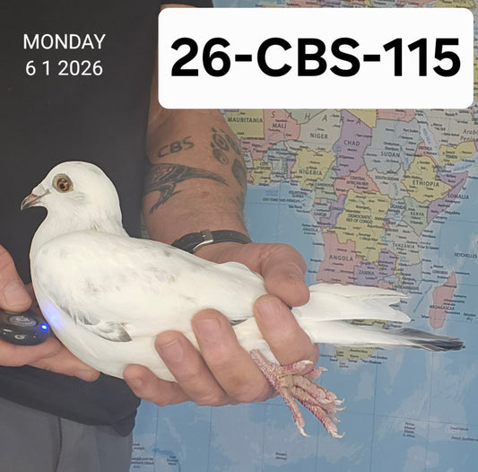 26-CBS-115 White grizzle cock. Inbred "Early Grey"