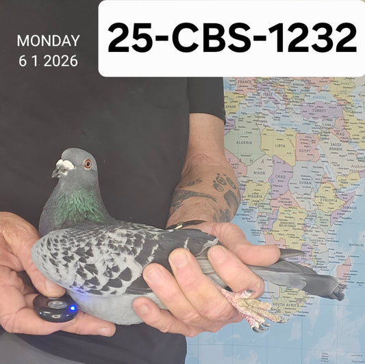 25-CBS-1232 Blue check cock. Grandson "New Black Prince", grandson "Ebony"