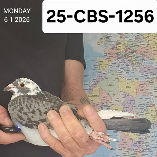 25-CBS-1256 Blue check splash hen. 019 Janssen