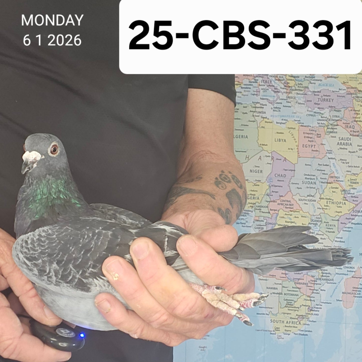 25-CBS-331 Dark Check cock. Son "Ebony" super breeding hen from Rudi De Saer.