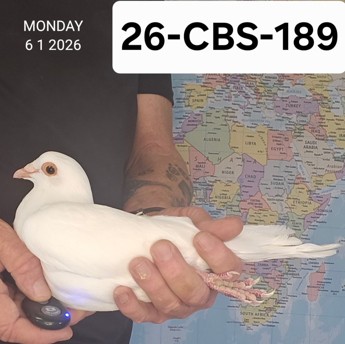 26-CBS-189 White cock.