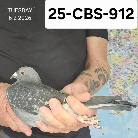 25-CBS-912 Dark Check cock. Long Distance. Pollin!
