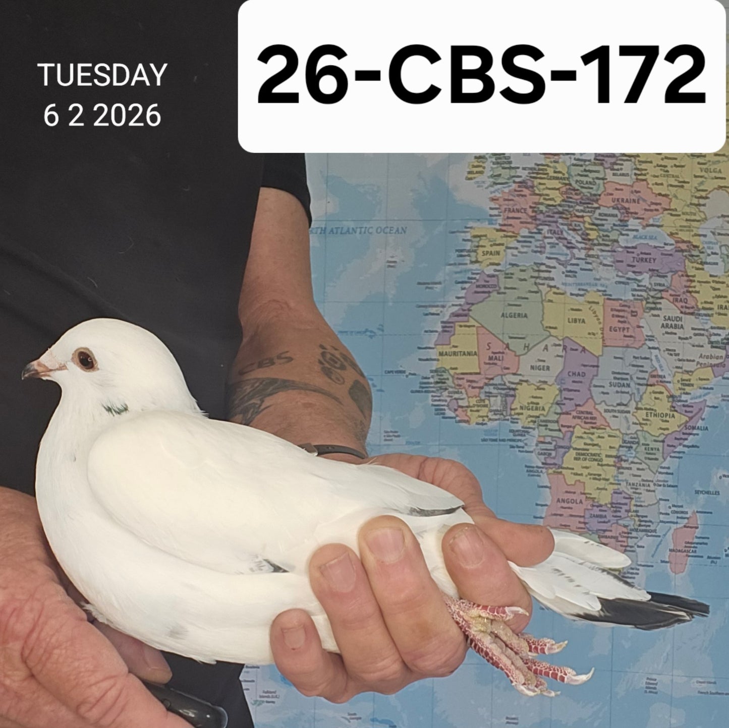 26-CBS-172 White Cock