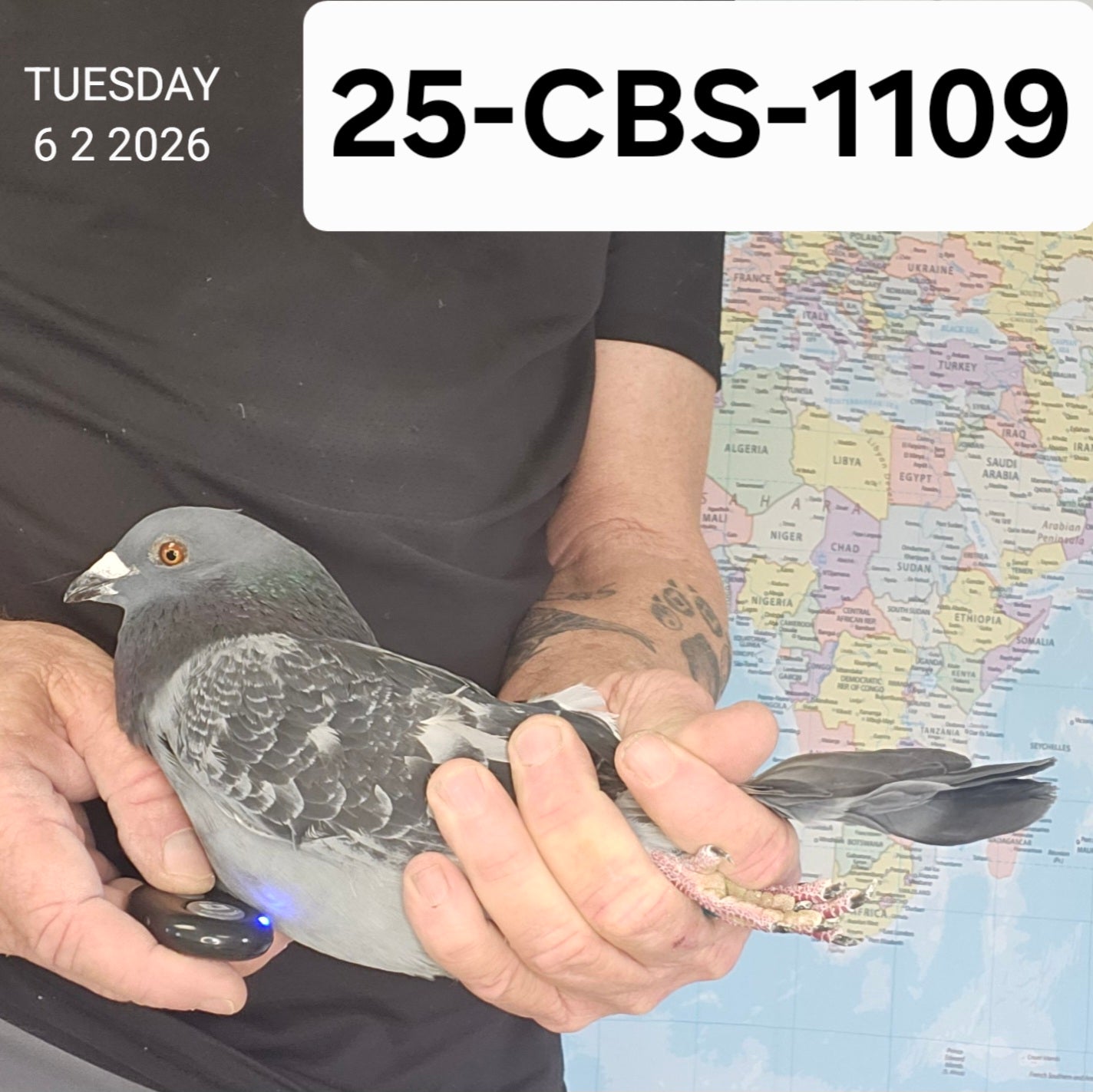 25-CBS-1109 Blue check cock. Grandson "Triple DiCaprio"